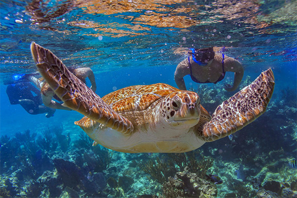 Mexico Caribbean Underwater